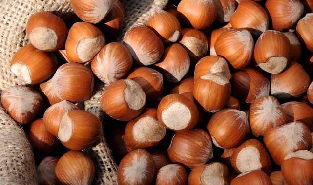 23 Ocak fındık fiyatları ne kadar?