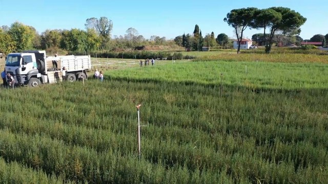 Samsun ve çevresinde 10 milyon fidan üretiliyor