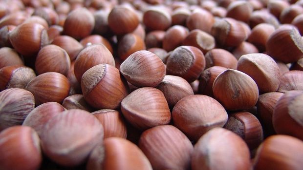 Samsun'da fındık fiyatlarında artış bekleniyor