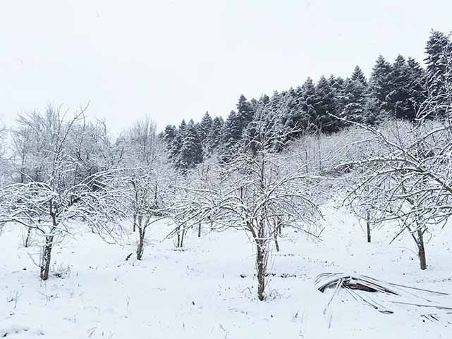 Samsun beyaza büründü