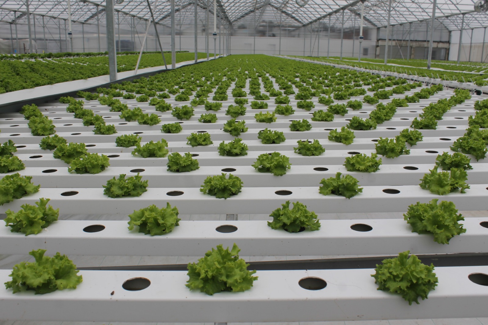 Samsun'un Bafra ilçesinde Sera OSB'de üretim başladı