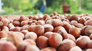 Fındık fiyatları tekrar yükselişe geçti!