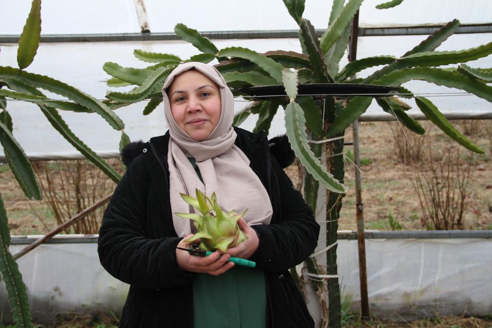 Samsun'da olmaz dediler! Kadın girişimci pes etmedi ejder meyvesiyle kazanç sağladı