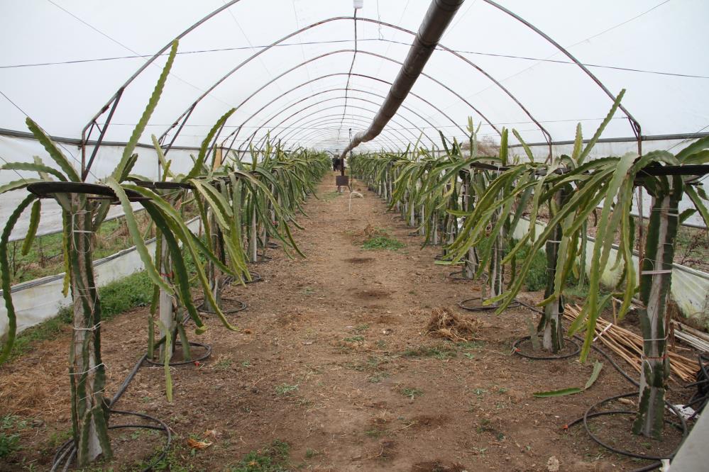 Samsun'da olmaz dediler! Kadın girişimci pes etmedi ejder meyvesiyle kazanç sağladı