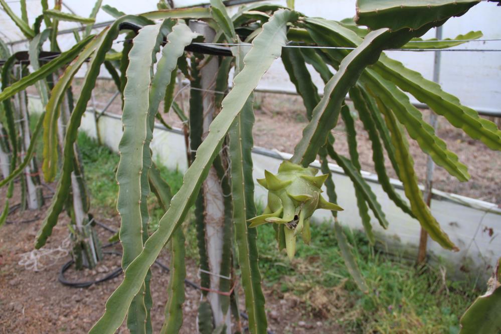 Samsun'da olmaz dediler! Kadın girişimci pes etmedi ejder meyvesiyle kazanç sağladı