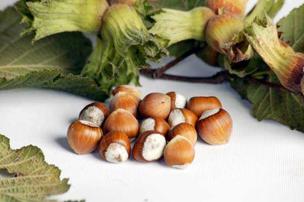 Fındık fiyatlarında umutlar kırıldı