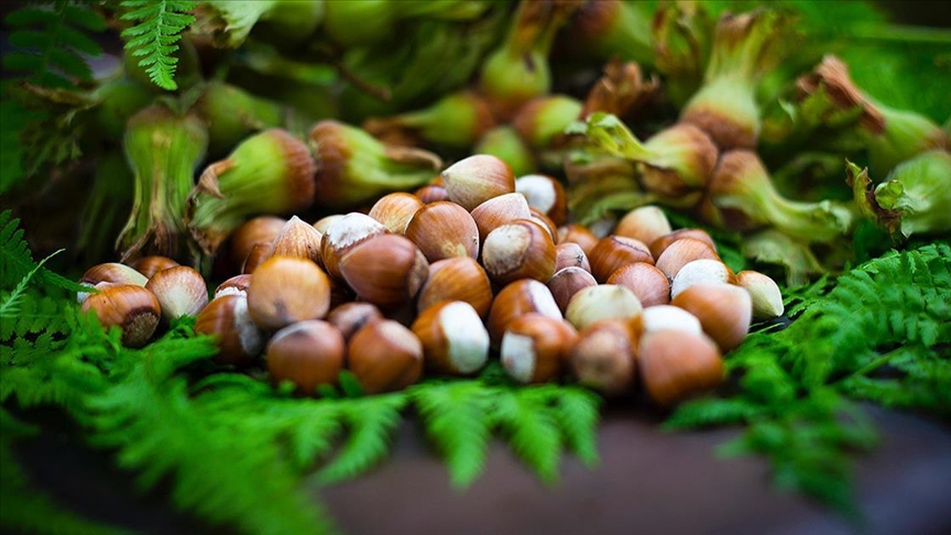 Fındık fiyatlarında umutlar kırıldı