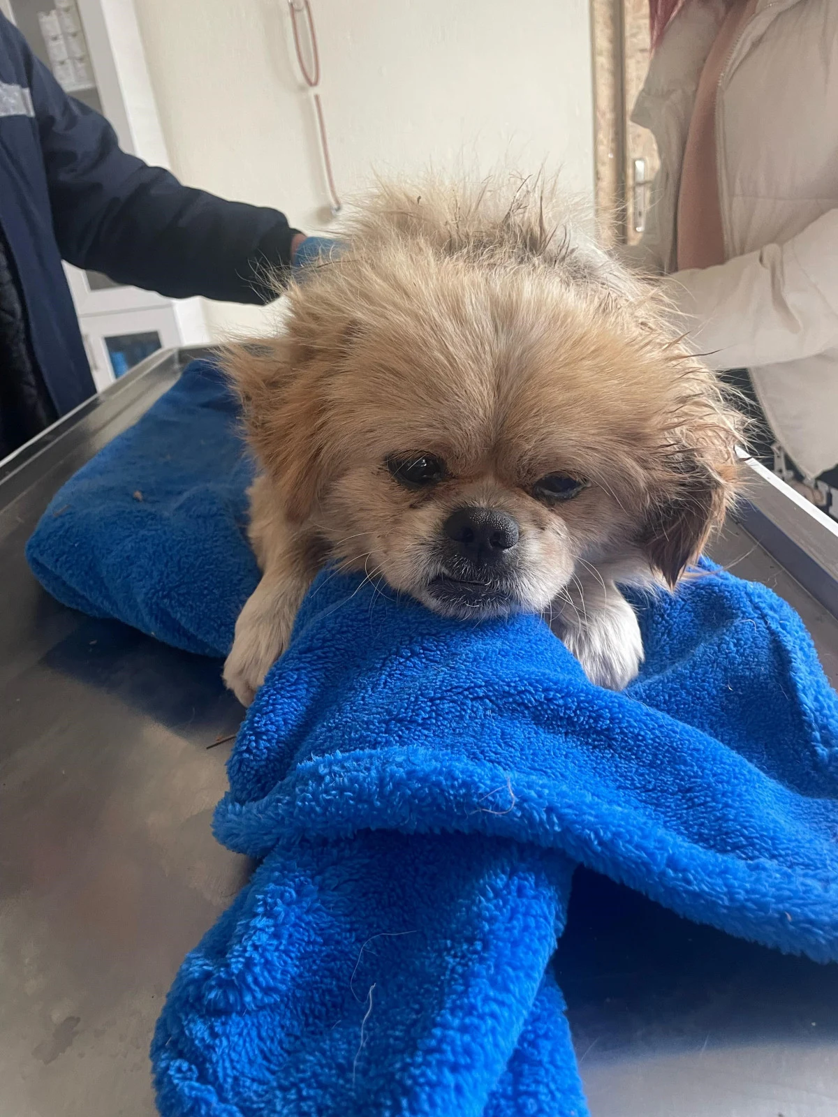 Kan donduran olay! Köpeğin ayağını bağlayıp çöpe attı