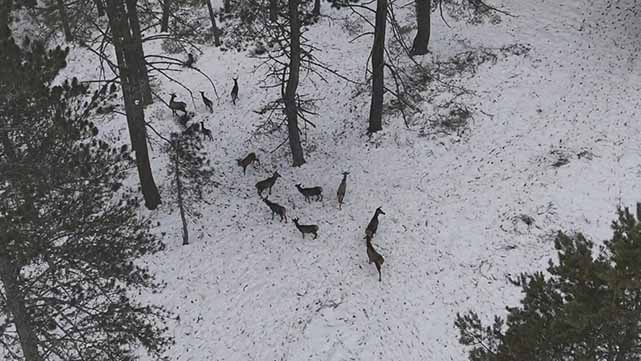 Samsun’da doktor karlı ormanda geyik sürüsünü görüntüledi