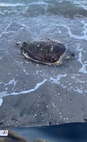 Sahile ölü caretta caretta vurdu