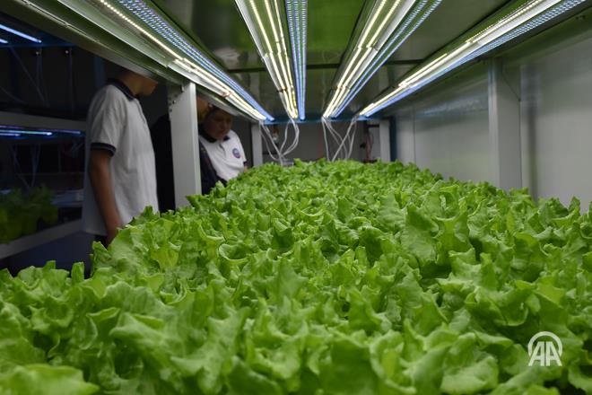 Genç kalmak isteyenler bu 5 besini mutlaka tüketin!