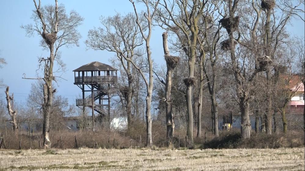 Leylekler Kızılırmak Deltası Kuş Cenneti'ne geldi