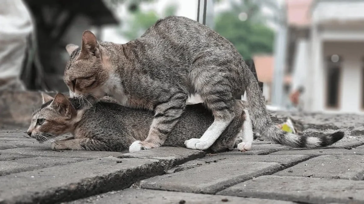 Kediler neden mart ayında çiftleşir? İşte şaşırtan sebebi
