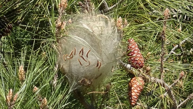 Samsun'da çam ormanlarında ‘çam kese böceği' alarmı