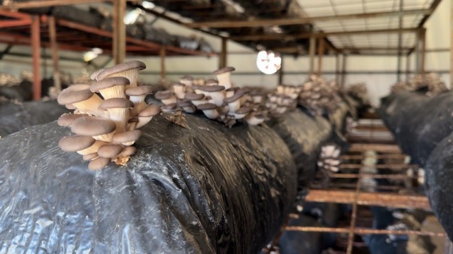 Samsun'da bodrumda başladığı mantar üretiminde şimdi taleplere yetişemiyor