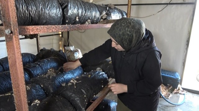 Samsun'da bodrumda başladığı mantar üretiminde şimdi taleplere yetişemiyor