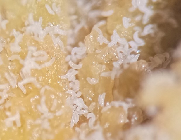 Samsun'da profesörden uyarı fındık zararlısı kozalak uyarısı!