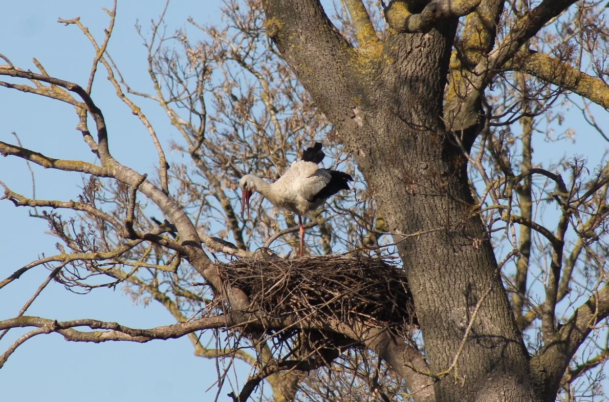 Leylekler Kızılırmak Deltası’na erken döndü