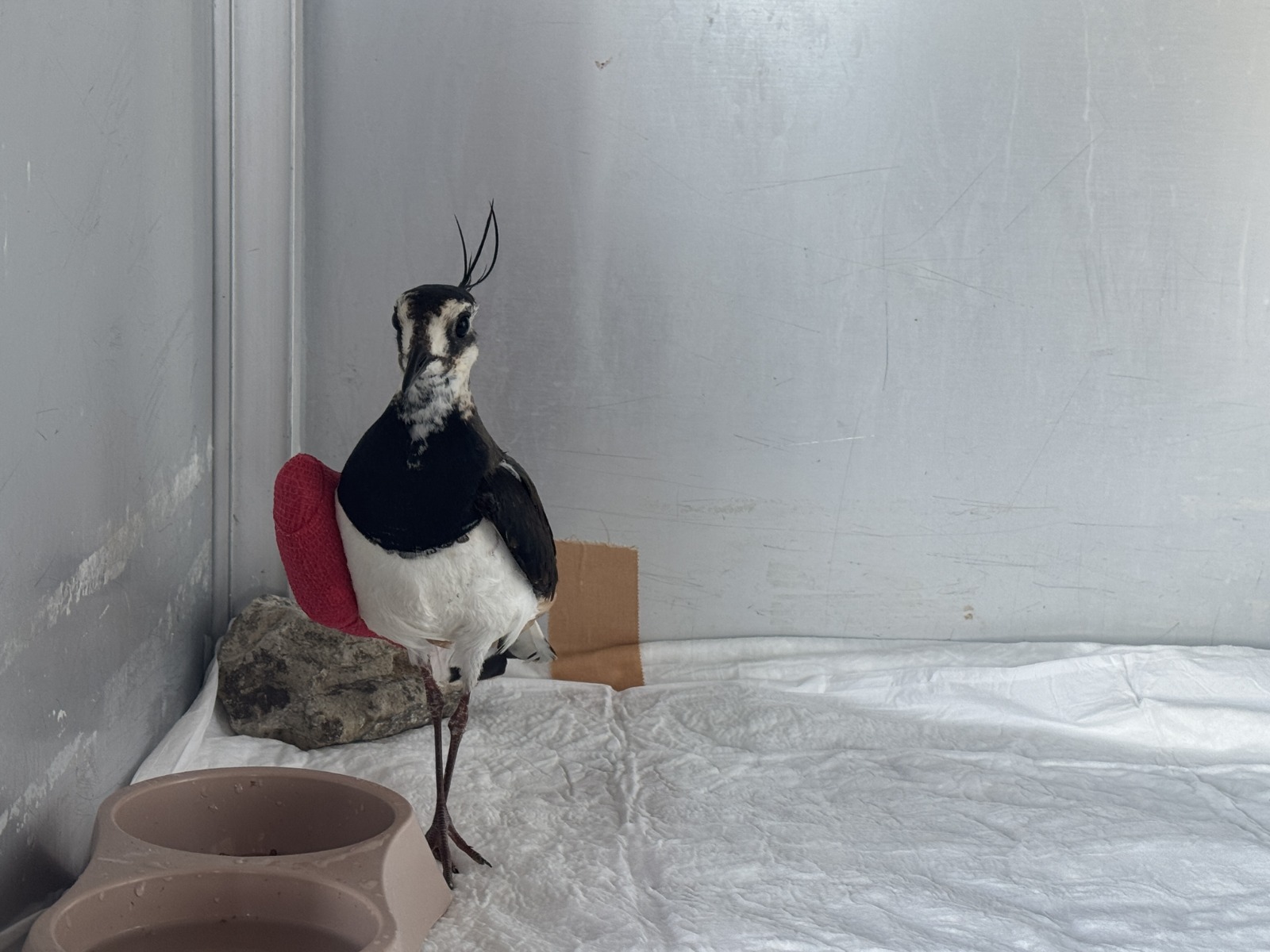 Samsun’da ilk kez kız kuşu tedavi altına alındı!