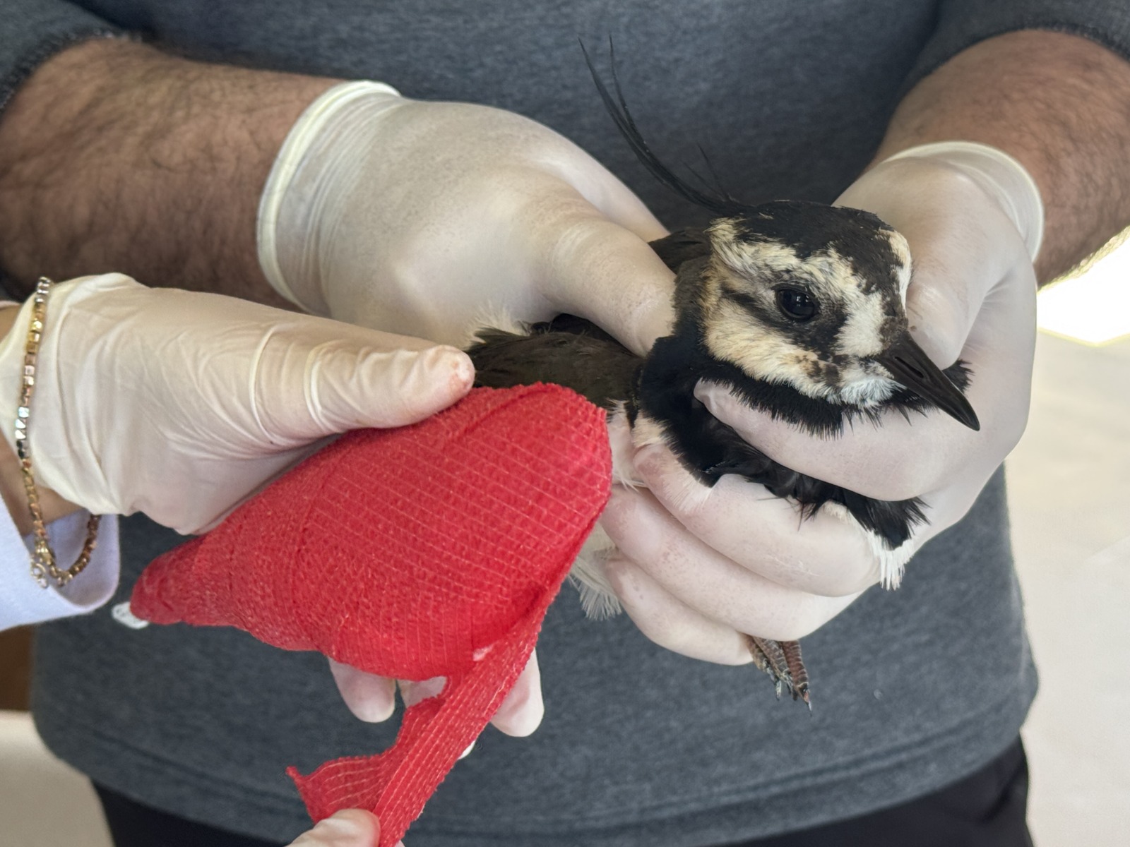 Samsun’da ilk kez kız kuşu tedavi altına alındı!