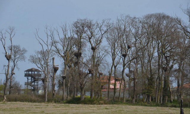 Samsun'da Leylek Ormanı apartmanı gibi yuvalarla renklendi