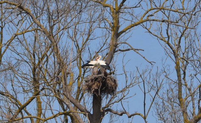 Samsun'da Leylek Ormanı apartmanı gibi yuvalarla renklendi