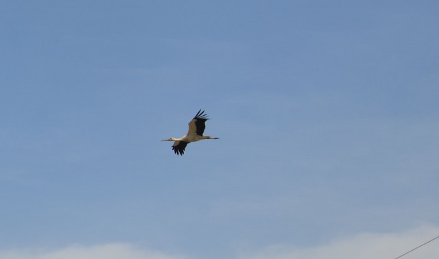 Samsun'da Leylek Ormanı apartmanı gibi yuvalarla renklendi