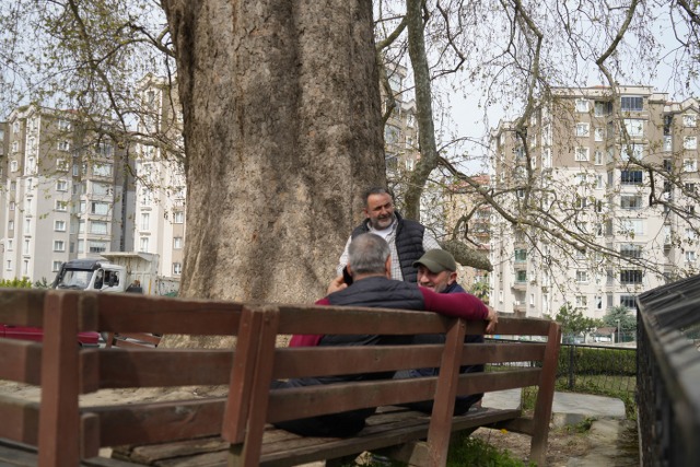 Samsun'da 6 asırlık ağaç ve değirmen Çarşamba'yı güzelleştiriyor