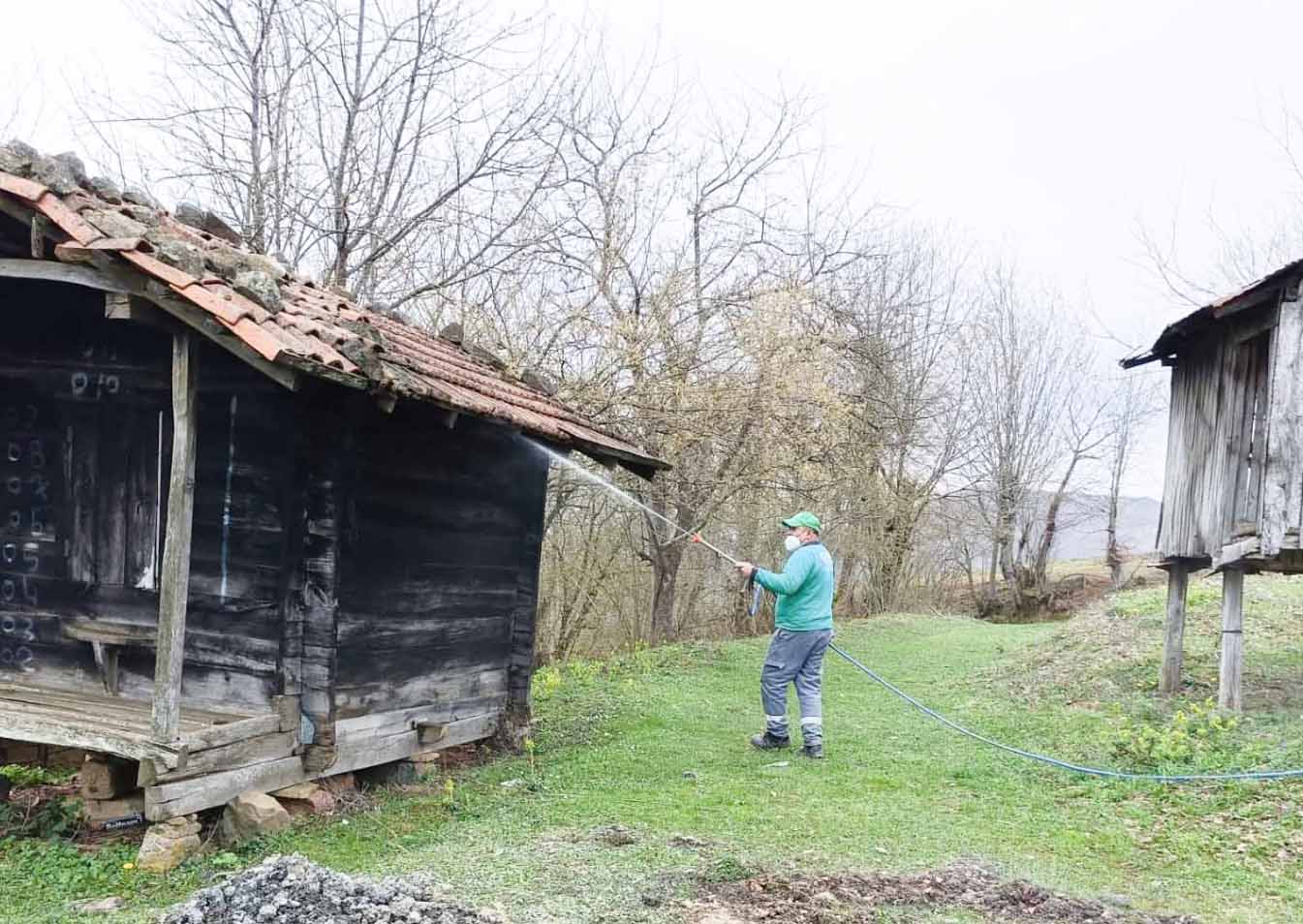 Canik'te kokarca böceğiyle mücadeleye tam not