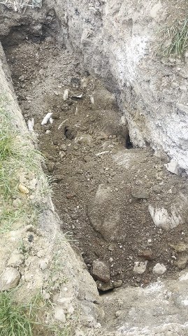 Kastamonu'da hayvanseverlerden korkunç iddia! Köpekleri toplayıp ötenazi yapıyorlar