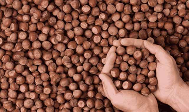 10 Nisan fındık fiyatları ne kadar?