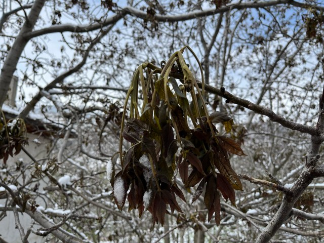 Çorum'da ceviz ağaçlarını don vurdu