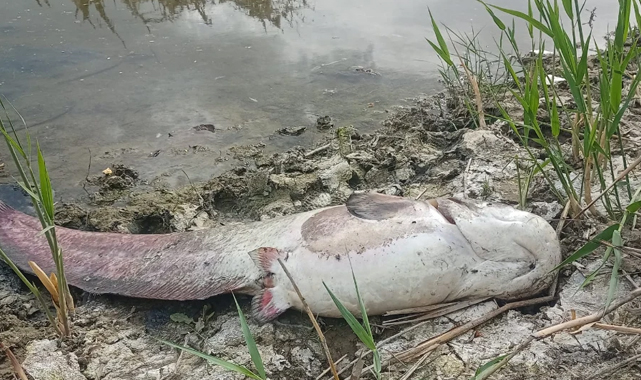Kızılırmak Nehri'nde korkutan balık ölümleri