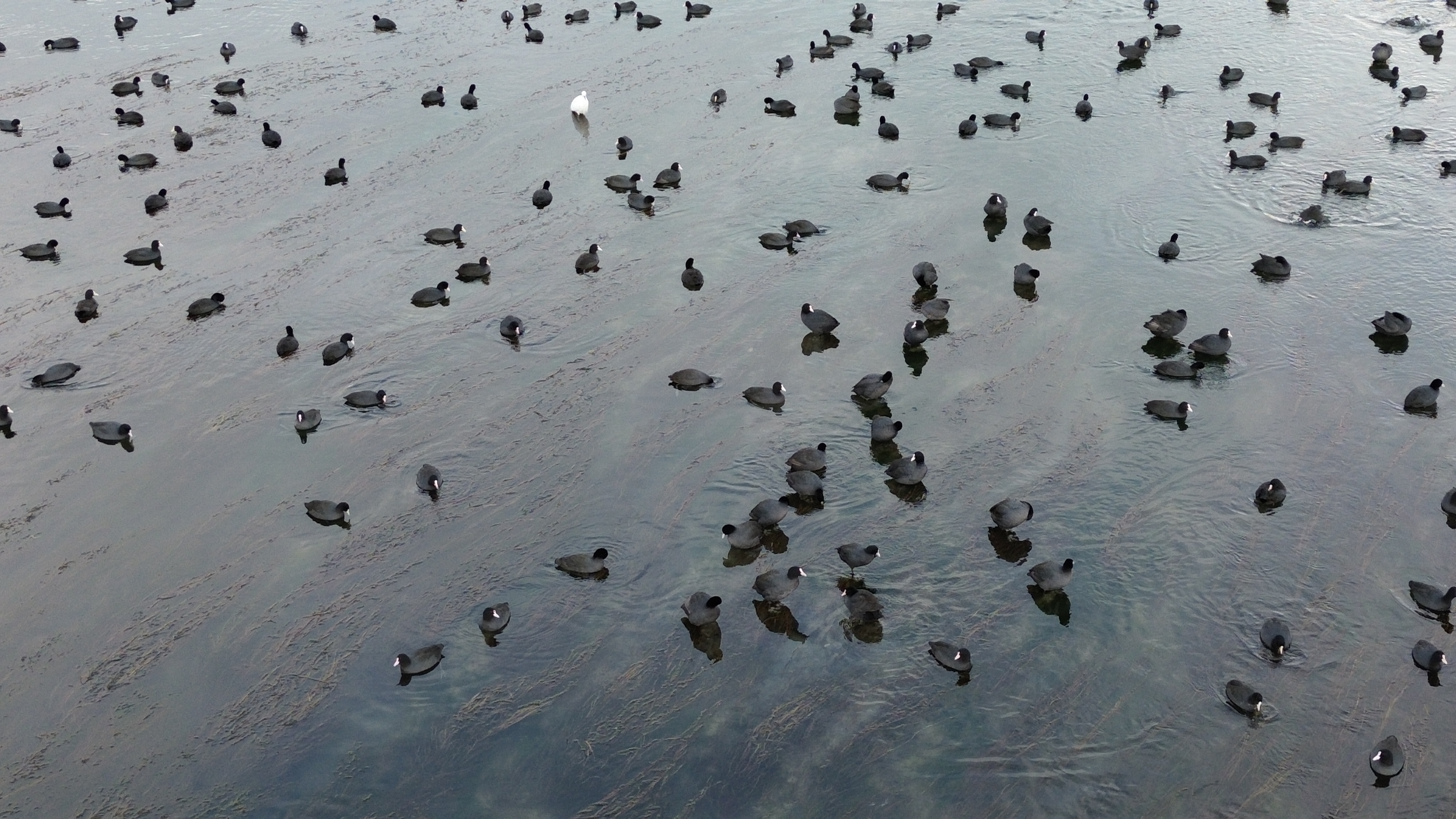 Kızılırmak Deltası her yıl yüzlerce kuş türünü ağırlıyor