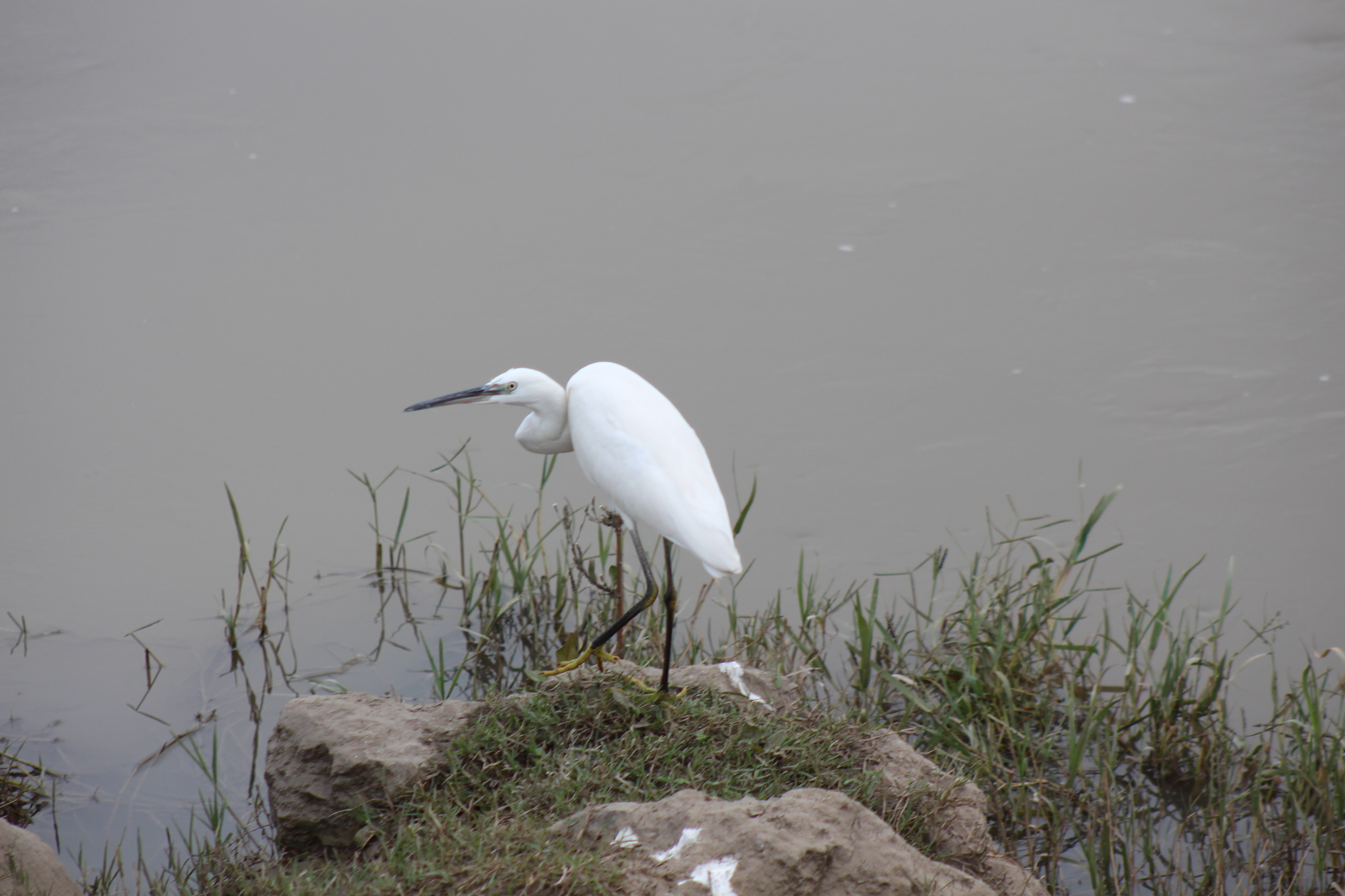 Kızılırmak Deltası her yıl yüzlerce kuş türünü ağırlıyor