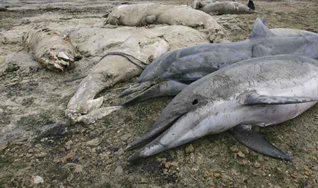 Karadeniz’de alarm verildi! Petrol sızıntısı