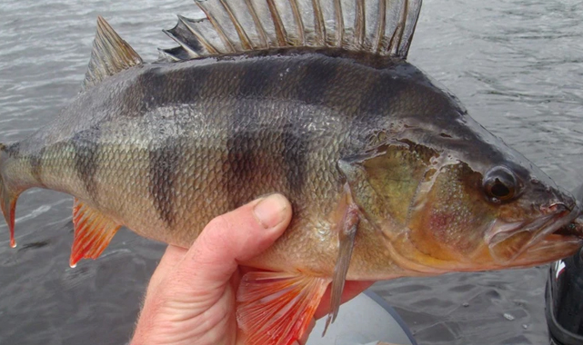 Çin üzerinden Karadeniz'e giriş yaptı! İstila edebilir