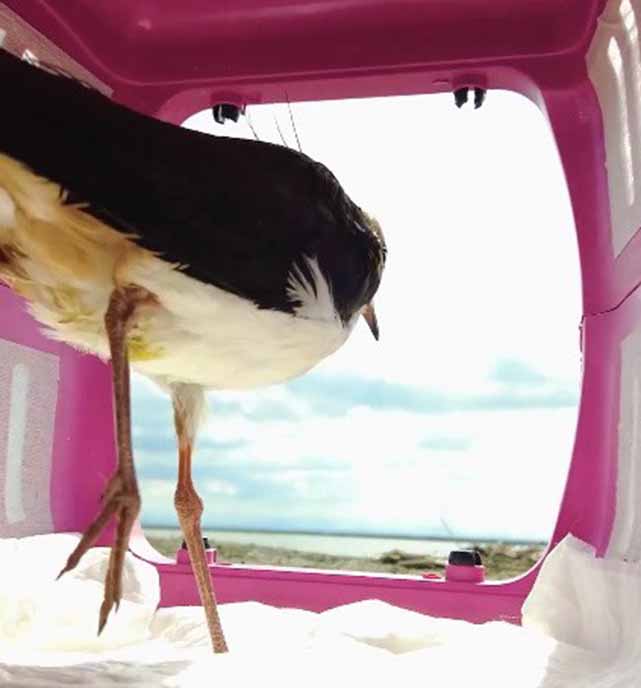 Samsun’da kız kuşu özgürlüğüne kavuştu