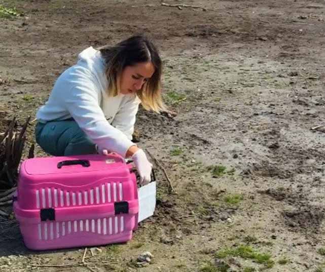 Samsun’da kız kuşu özgürlüğüne kavuştu