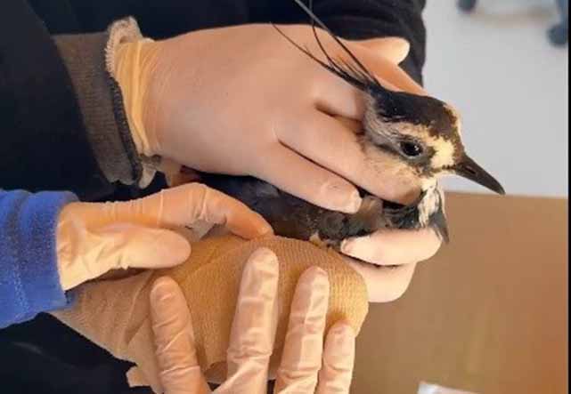 Samsun’da kız kuşu özgürlüğüne kavuştu