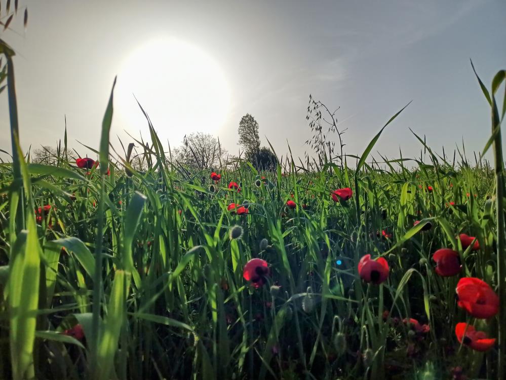Samsun, çiçek bahçesine döndü