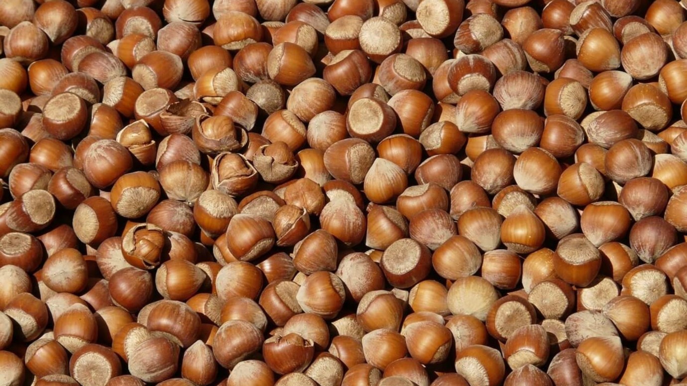 Samsun'da 26 Mayıs 2025 Serbest Piyasa Fındık Fiyatları ne kadar? Fındık fiyatları yükseliyor mu?