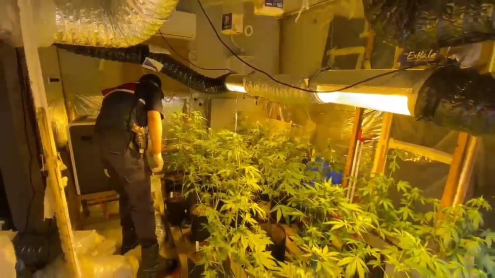 Samsun'da evini kenevir tarlasına çevirmiş! Yakalanmaktan kurtulamadı