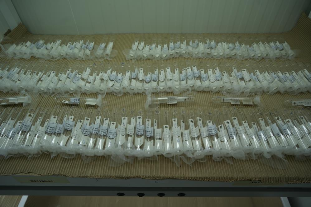 750 bin 'samuray arısı' Samsun'da üretiliyor