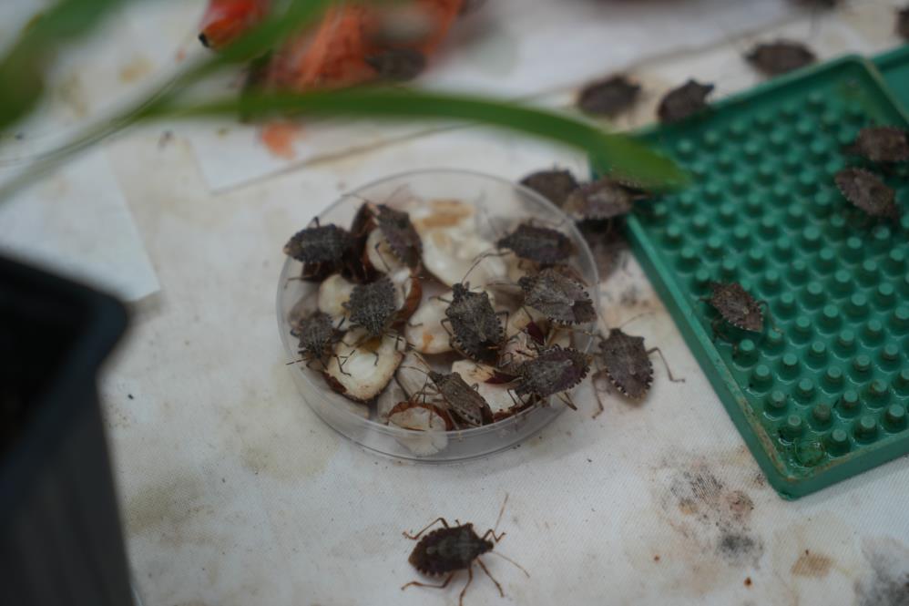 750 bin 'samuray arısı' Samsun'da üretiliyor