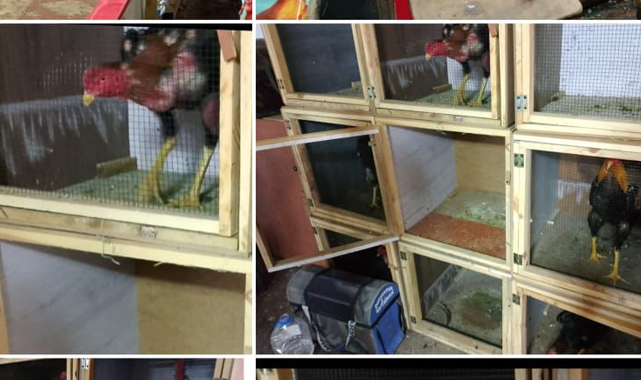 Samsun'da horoz dövüşüne geçit yok! 129 bin TL ceza