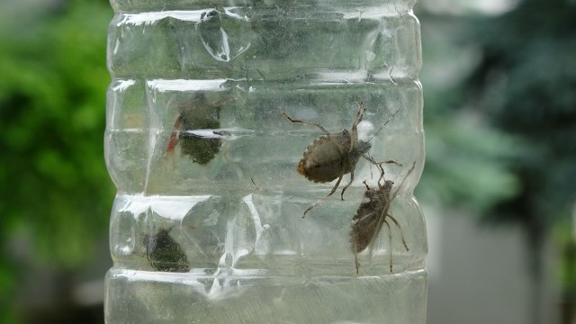 Kokarcanın başına ödül konuldu! Tanesi 1 TL