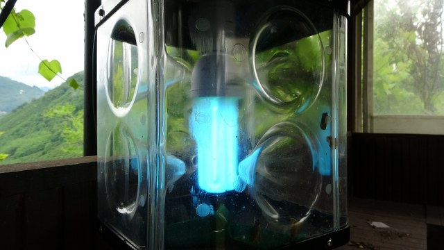 Kokarcanın başına ödül konuldu! Tanesi 1 TL