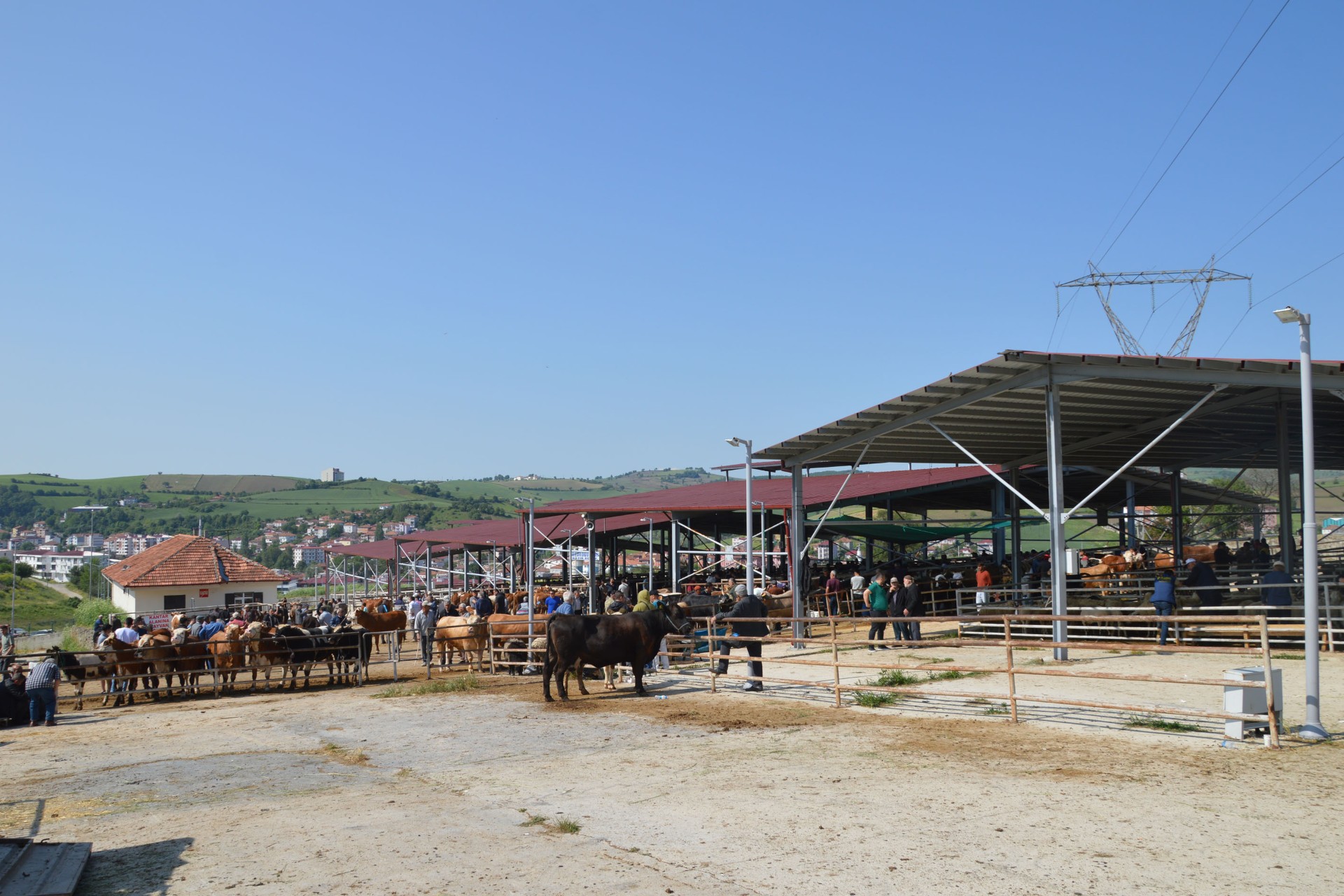 Samsun'da kurban fiyatları belli oldu