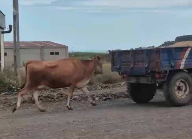 Samsun'da traktörle ineği sürükleyerek götürdü haberinin ardından emniyetten açıklama!